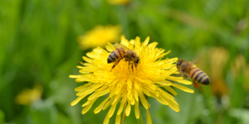 Autoridades advierten sobre urgencia de proteger a polinizadores