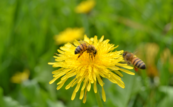 Autoridades advierten sobre urgencia de proteger a polinizadores