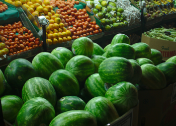 ONG piden decreto presidencial para prohibir el cultivo de transgénicos