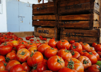 Autoridades preparan estrategia a favor de exportadores de tomate