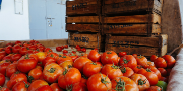 Autoridades preparan estrategia a favor de exportadores de tomate