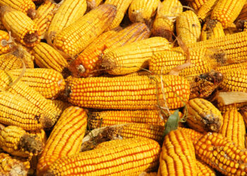 Capacitan a pequeños y medianos productores de maíz