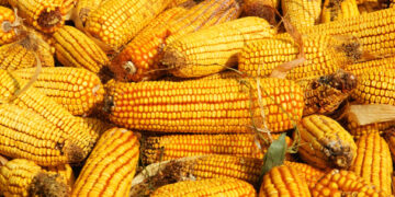 Capacitan a pequeños y medianos productores de maíz