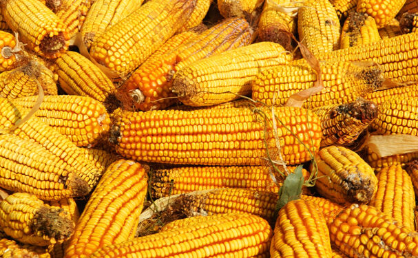 Capacitan a pequeños y medianos productores de maíz