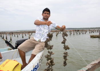 Impulso a la ostricultura en México