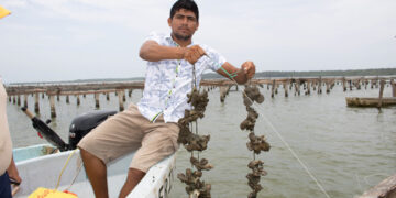 Impulso a la ostricultura en México