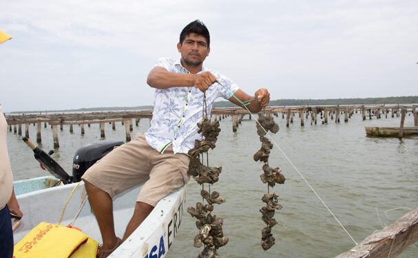 Impulso a la ostricultura en México