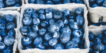Estados Unidos, principal consumidor de arándanos mexicanos