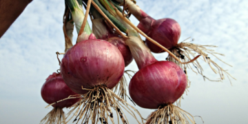 Importación de cebolla se elevó 482.2% en primeros 5 meses del año