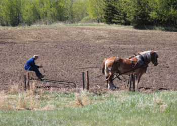 Informe urge a los gobiernos reformar sus apoyos a la agricultura