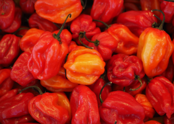 Investigadores descubren el chile habanero más picante