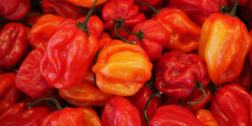 Investigadores descubren el chile habanero más picante