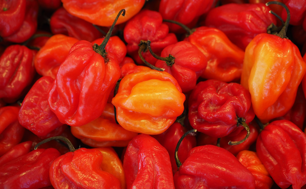 Investigadores descubren el chile habanero más picante