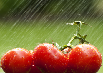 Jitomateros, afectados en producción por arancel