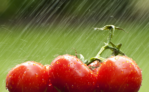 Jitomateros, afectados en producción por arancel