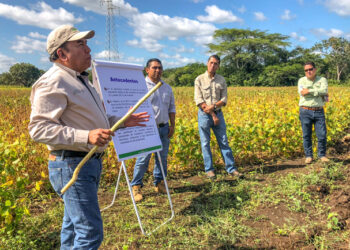 Liberan en Campeche variedades mejoradas de soya