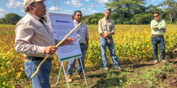 Liberan en Campeche variedades mejoradas de soya