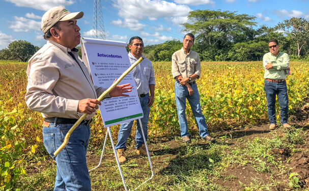 Liberan en Campeche variedades mejoradas de soya