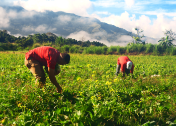 Más de 2 millones de productores se beneficiarán a través de apoyos directos