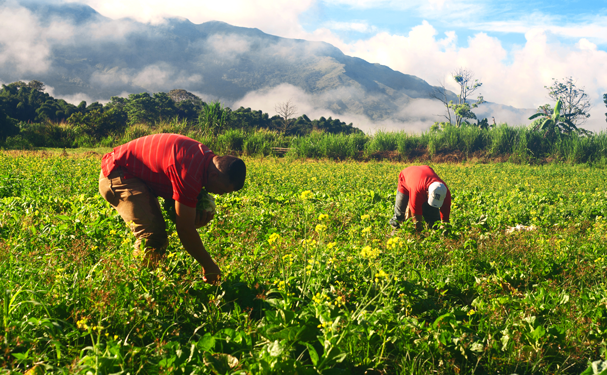 Más de 2 millones de productores se beneficiarán a través de apoyos directos