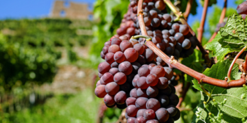 México exporta 5 millones de cajas de uvas a EUA semanalmente