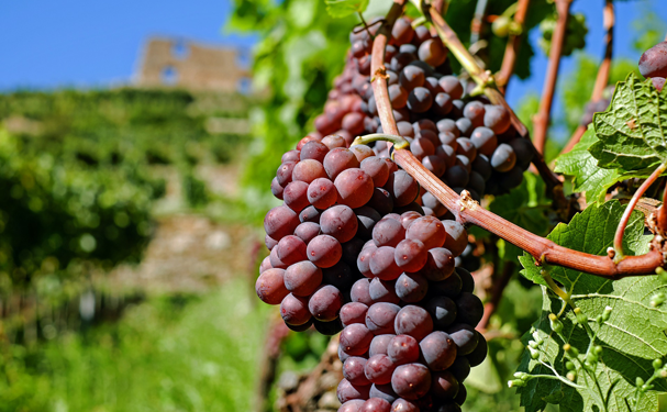 México exporta 5 millones de cajas de uvas a EUA semanalmente