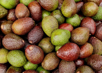 Prevén exportación récord de aguacate a EU
