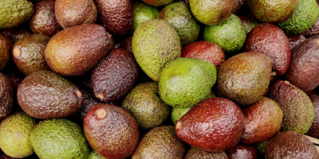 Prevén exportación récord de aguacate a EU