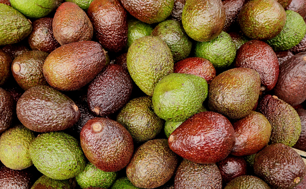 Prevén exportación récord de aguacate a EU