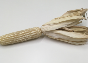 Producción de maíz blanco crece 8.6%