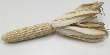 Producción de maíz blanco crece 8.6%