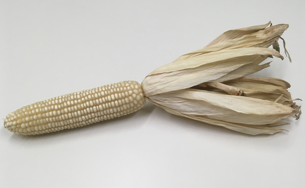 Producción de maíz blanco crece 8.6%