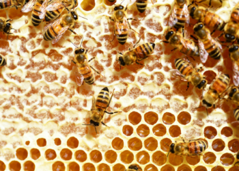 Producción de miel en riesgo por falta de lluvias en Zacatecas