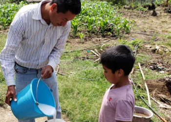 Productores chiapanecos adoptan innovaciones agrícolas