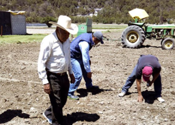 Productores de Tlaxcala siembran variedades experimentales de trigo