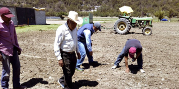 Productores de Tlaxcala siembran variedades experimentales de trigo