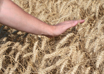 Productores de granos se capacitan para lograr sistemas más productivos