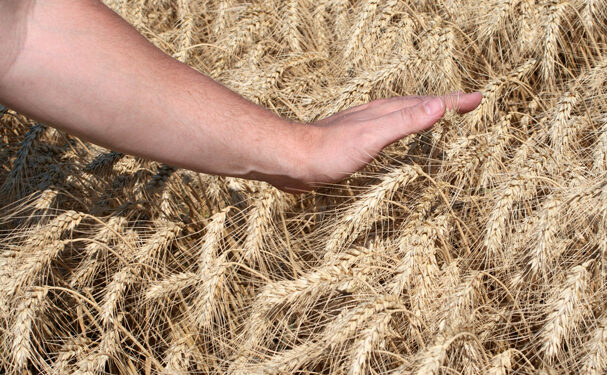 Productores de granos se capacitan para lograr sistemas más productivos