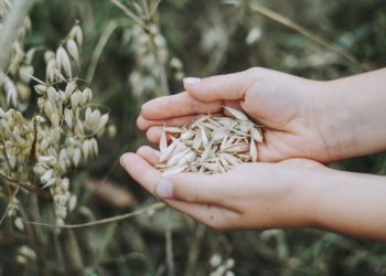 Productores de granos y oleaginosas adoptan prácticas sustentables