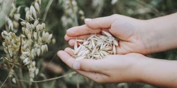 Productores de granos y oleaginosas adoptan prácticas sustentables