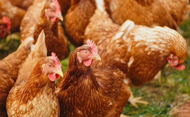 Un mito, el uso de hormonas para crecimiento de pollos