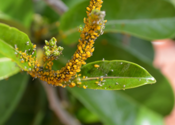Crean programa integral de control biológico contra el pulgón amarillo