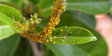 Crean programa integral de control biológico contra el pulgón amarillo