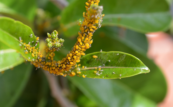 Crean programa integral de control biológico contra el pulgón amarillo