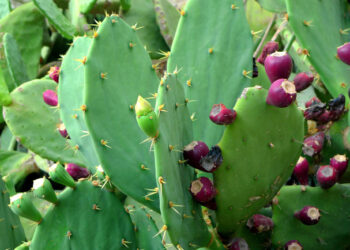 Impulso a la ostricultura en México