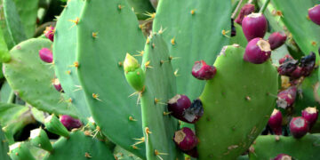 Impulso a la ostricultura en México