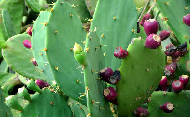 Impulso a la ostricultura en México