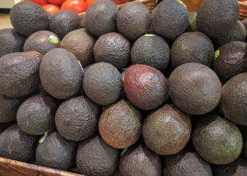 Cae 34% el volumen de exportación de aguacate