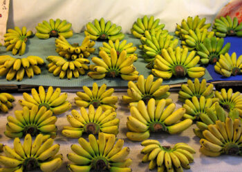 Calor afecta exportación de plátanos tailandeses de México