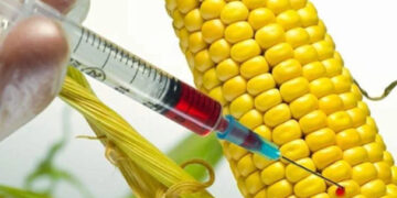 Cumple 7 años lucha por declarar a Yucatán libre de transgénicos